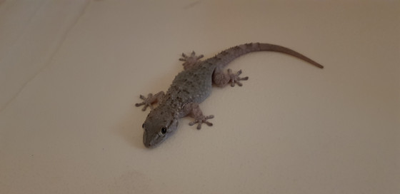 A lizard in the living room