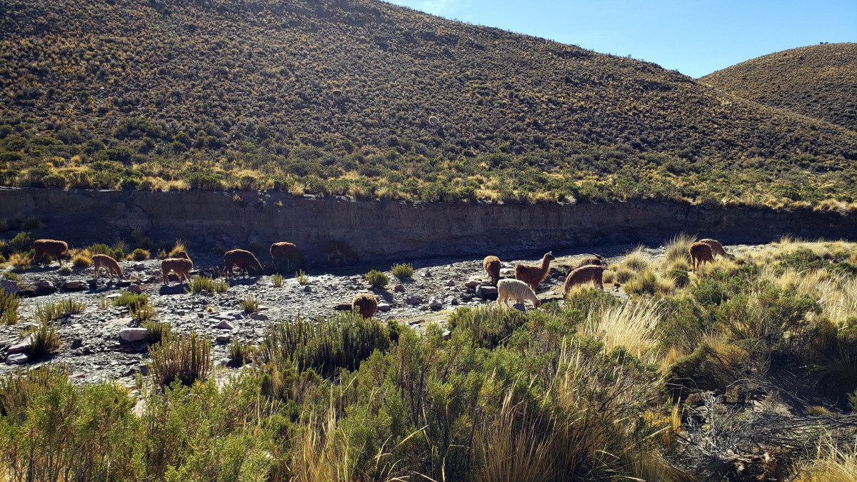 Llama grazing on the road to Aparzo