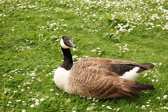 A Canada Goose resting