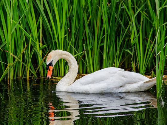 A swan wading in the marshes