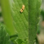 Ladybug eggs on Scabiosa leaves