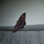 Black Witch Moth