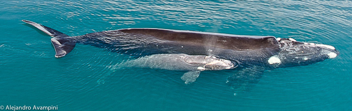 whale_and_calf.jpg