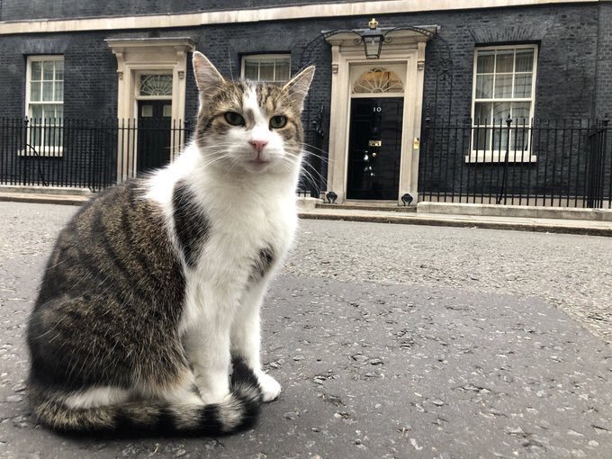larry the downing street cat