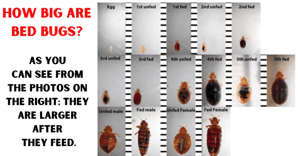 how big are bed bugs_ Pictures