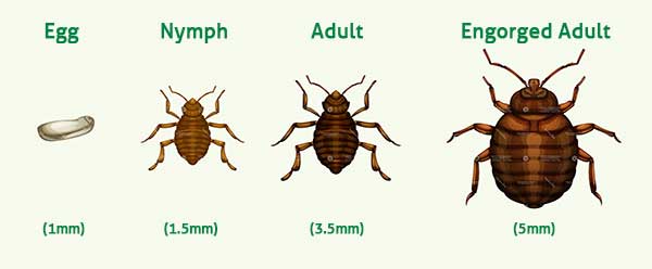 Bed Bug Size Comparison - Are Bed Bugs Visible To The Eye